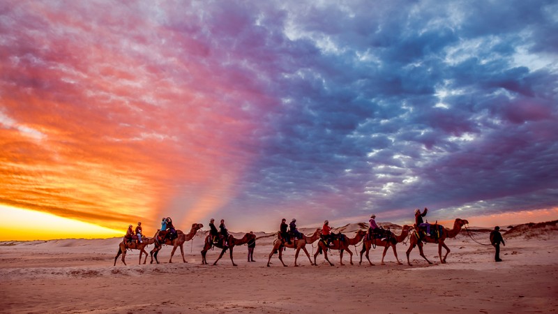 camel sunset